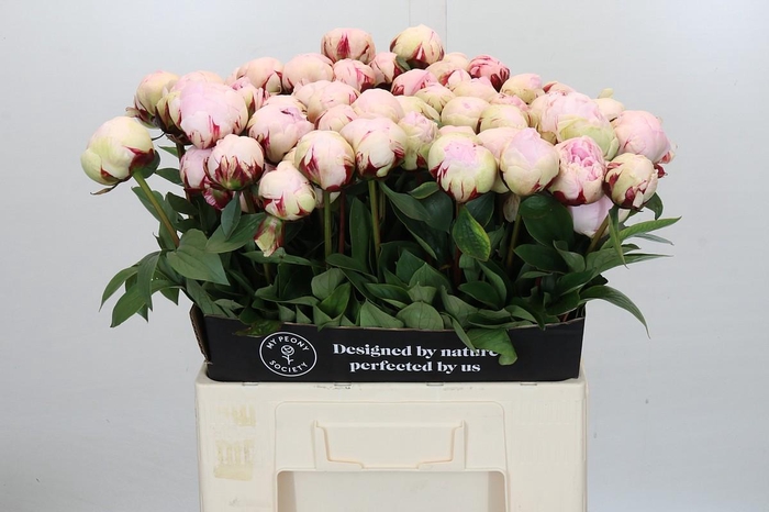 <h4>Paeonia Reine Hortense XXL</h4>