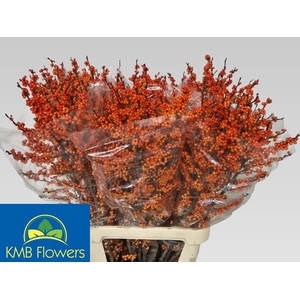 ILEX VE WINTER GOLD