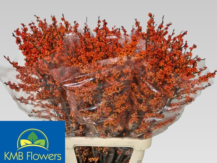 <h4>ILEX VE WINTER GOLD</h4>