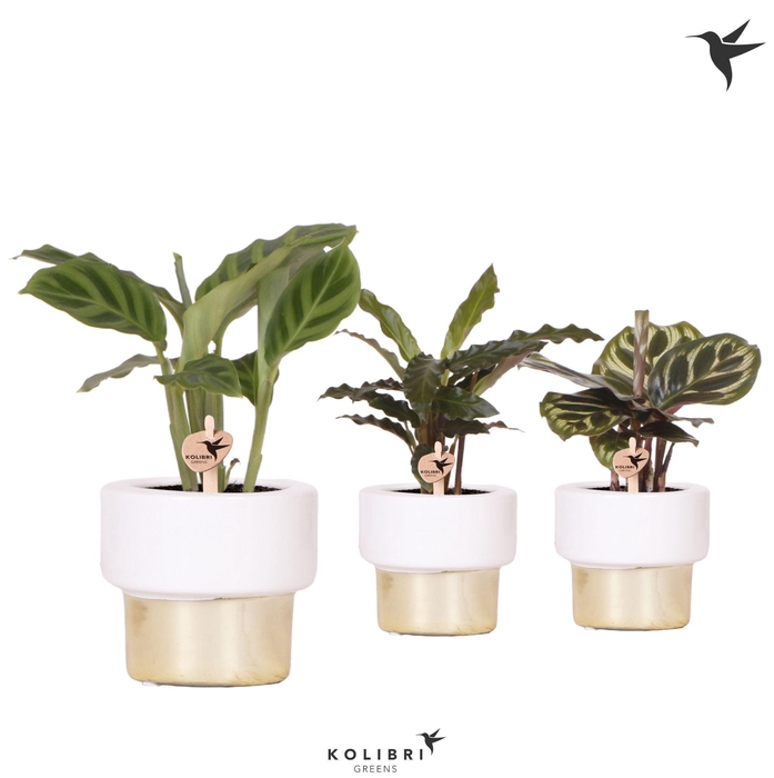 <h4>Kolibri Greens Calathea mix in Lush pot gold</h4>