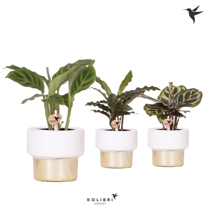 <h4>Kolibri Greens Calathea mix in Lush pot gold</h4>