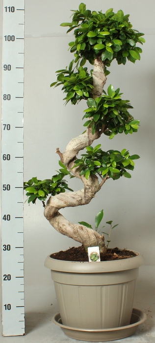 <h4>FIC MI GINSENG</h4>
