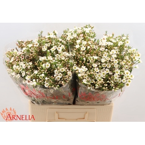 Chamelaucium Janelle