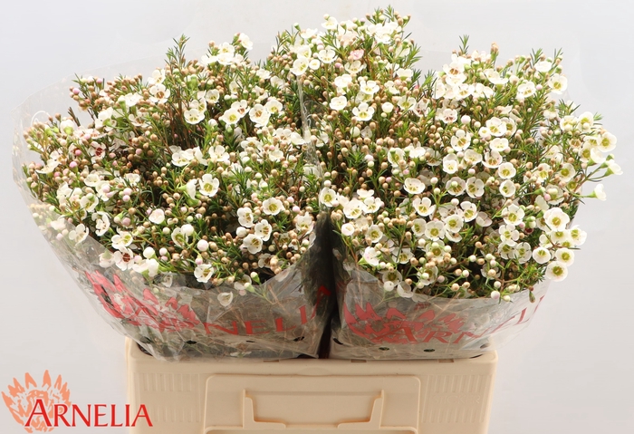 <h4>Chamelaucium Janelle</h4>