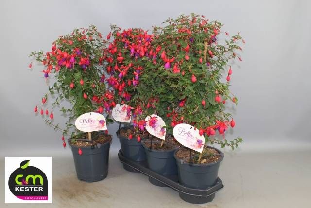<h4>FUCHSIA OV</h4>