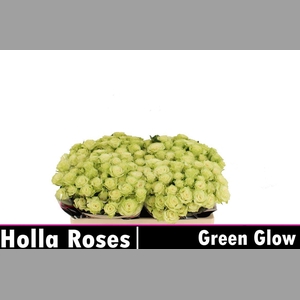 R Tr Green Glow