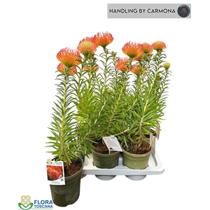 LEUCOSPERMUM OV