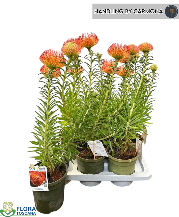 <h4>LEUCOSPERMUM OV</h4>