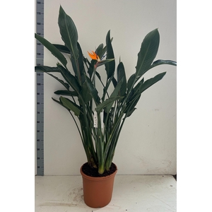 STRELITZIA REGIN BL