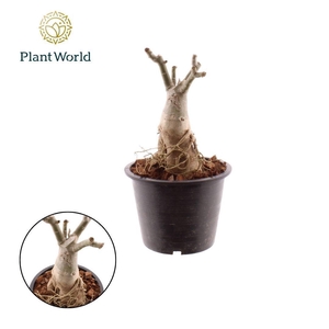 Adenium Obesum