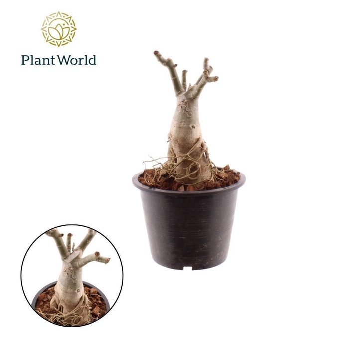 <h4>Adenium Obesum</h4>