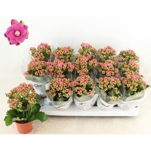 Kalanchoe  'RoseFlow Audrey'