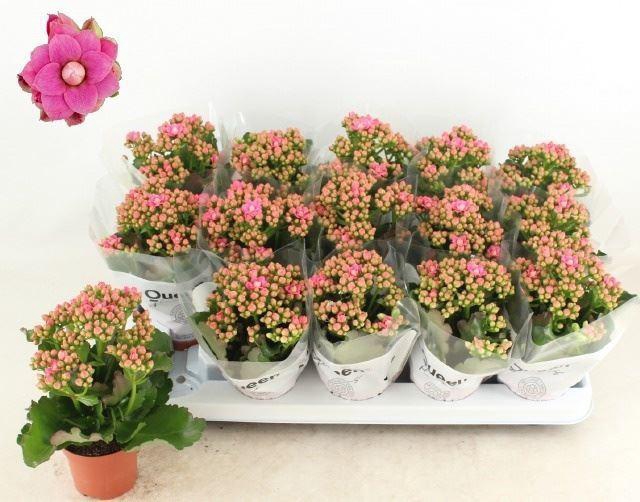 <h4>Kalanchoe  'RoseFlow Audrey'</h4>