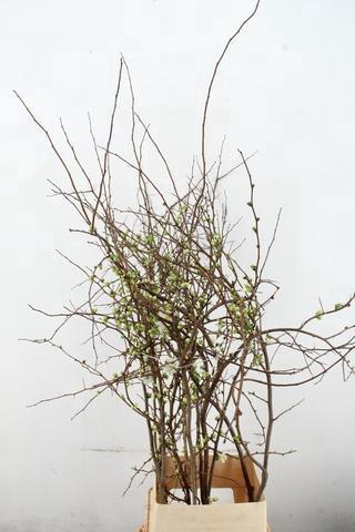 <h4>CHAENOMELES SUPERBA WHITE 120CM</h4>