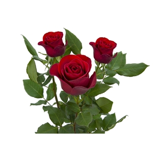 ROSA RED ALERT(R) 060 CM ESTUFA