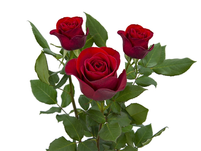 <h4>ROSA RED ALERT(R) 060 CM ESTUFA</h4>