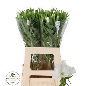 CLARKIA AM GR WHITE