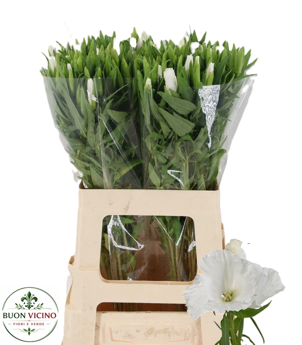 <h4>CLARKIA AM GR WHITE</h4>