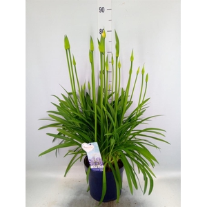 Agapanthus  'Amourette Superb'