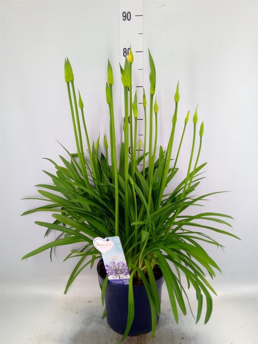 <h4>Agapanthus 'Amourette Superb'</h4>