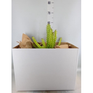 Euphorbia   ...