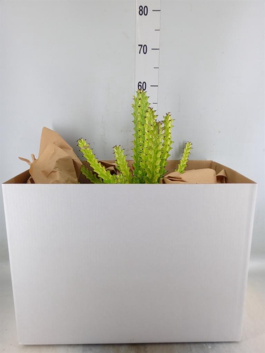 <h4>Euphorbia   ...</h4>