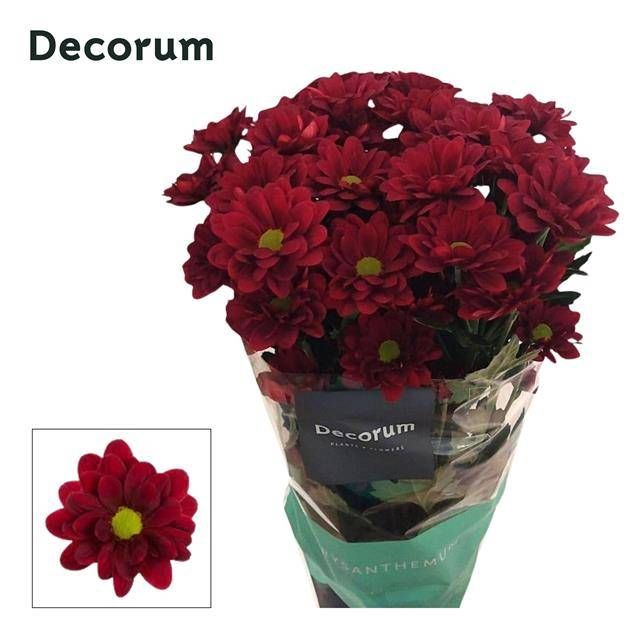 <h4>Chr T Mexicano Dijk Flowers</h4>