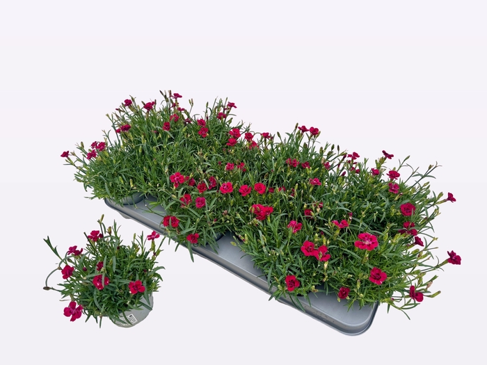 <h4>DIAN P MERCI FLEURI</h4>