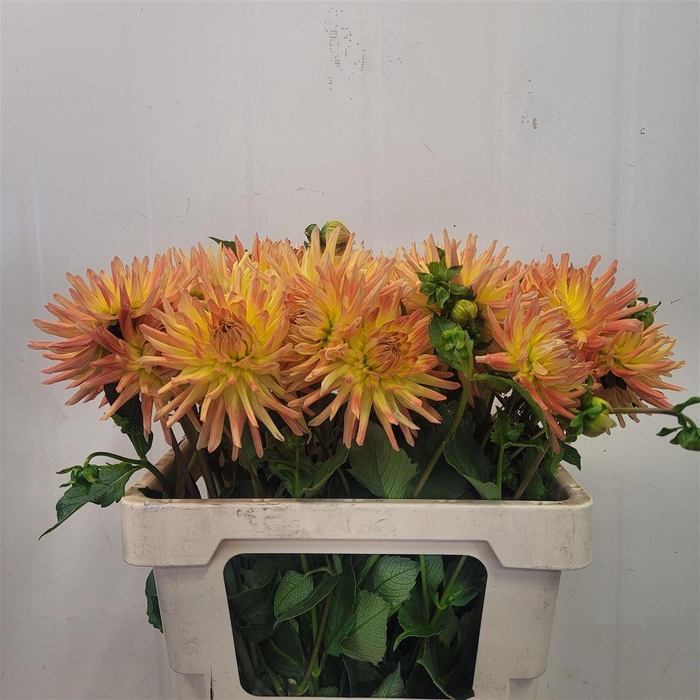 <h4>Dahlia Aloha</h4>