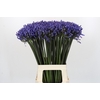Agapanthus Dr Brouwer