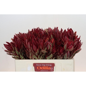 Leucadendron Jester