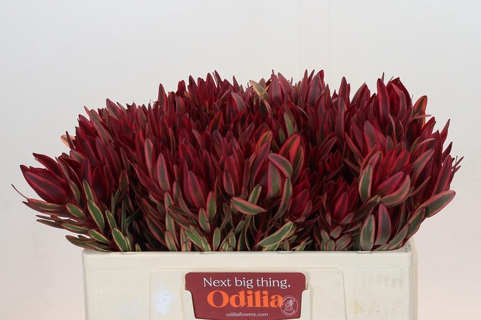 <h4>Leucadendron Jester</h4>