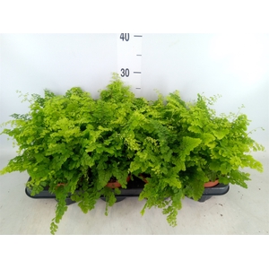 Adiantum raddi. 'Fritz-Luthi'