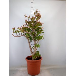 Crassula ovata 'Sunset'