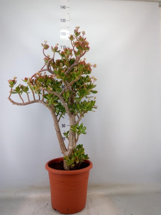 <h4>Crassula ovata 'Sunset'</h4>