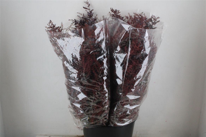 <h4>Mimosa Baleana Abs Red P Bunch</h4>