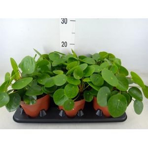 Pilea peperomioides