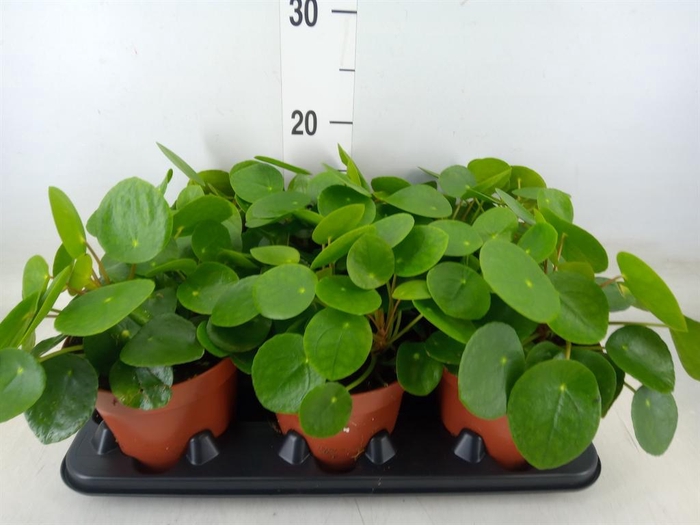 <h4>Pilea peperomioides</h4>