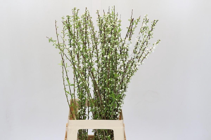 <h4>Prunus Glandulosa Alba Plena</h4>