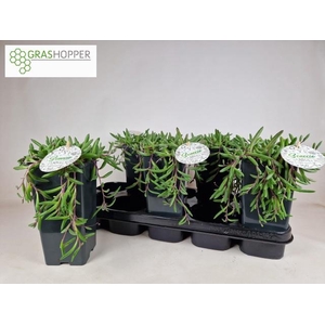 SENEC H PURPLE FLUSH