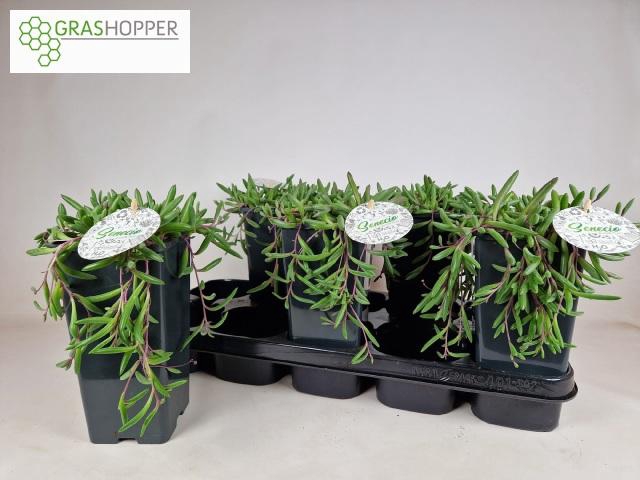 <h4>SENEC H PURPLE FLUSH</h4>