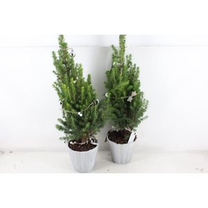 arr5 Kerst JS - Picea hout ton x6 led