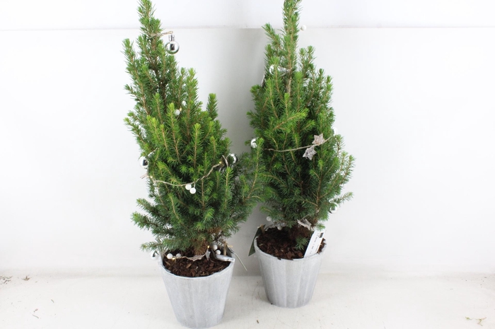 <h4>arr5 Kerst JS - Picea hout ton x6 led</h4>