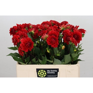 Dahlia Red Cap