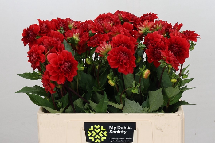 <h4>Dahlia Red Cap</h4>