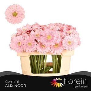 Ge Mi Alix-noor