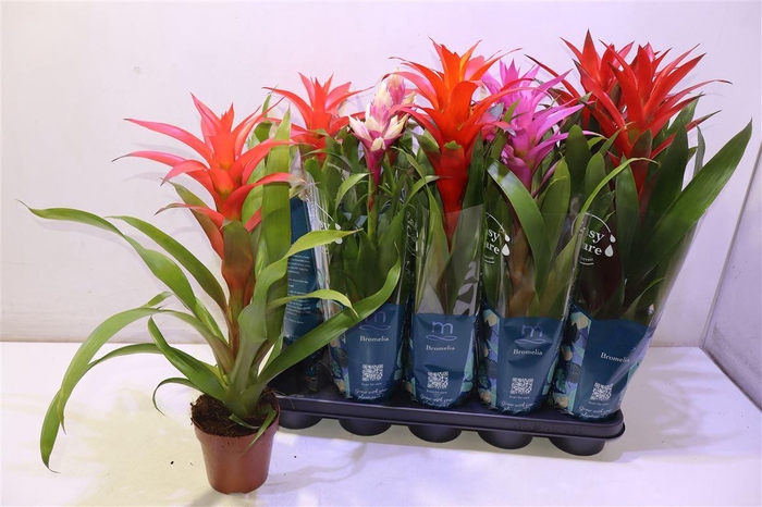 <h4>Guzm Gem 5 Srt</h4>