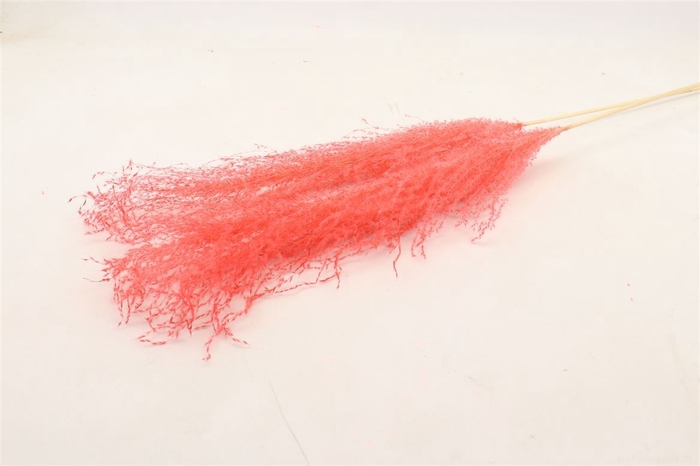 Dried Stipha Feather 5pcs Xl Cerise Bunch