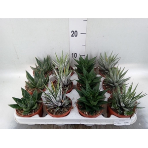 Haworthia   ...mix