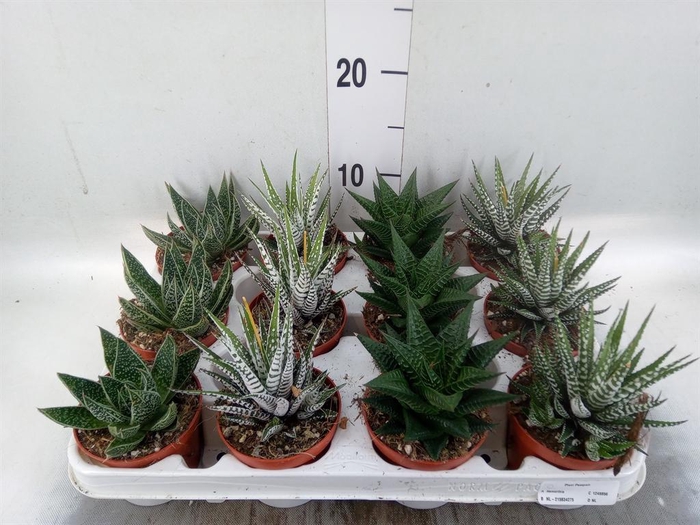 <h4>Haworthia   ...mix</h4>